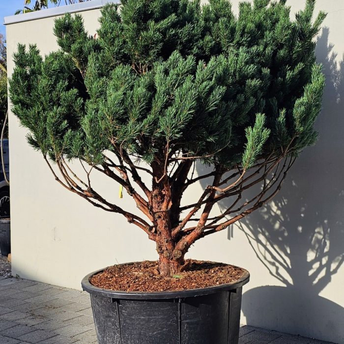 Pinus Sylvestris Watereri Nana. Pot de 450 litres