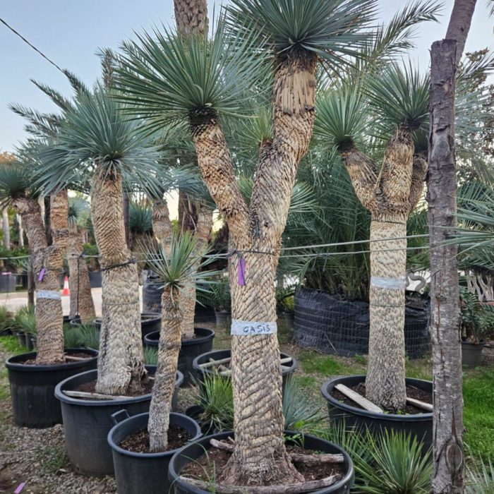 Yucca rostrata spécimen numéro 4 . Dès mars 2026