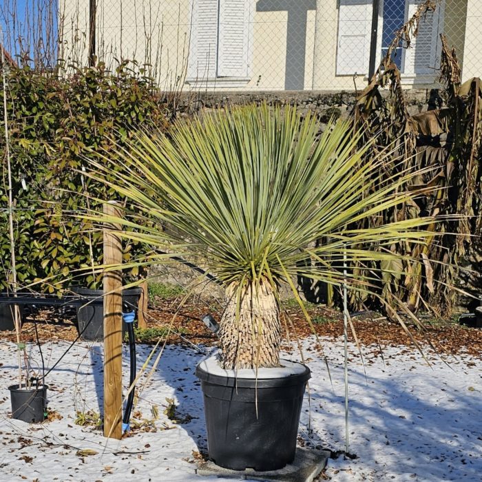 Yucca rostrata 100 cm. Stipe épais de 40-50 cm. -18°C