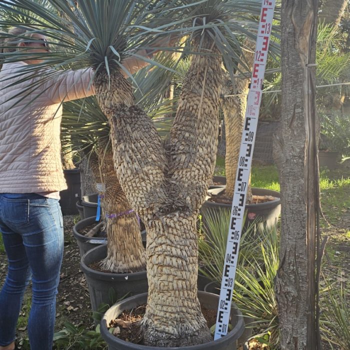 Yucca rostrata spécimen numéro 3 . Dès mars 2026