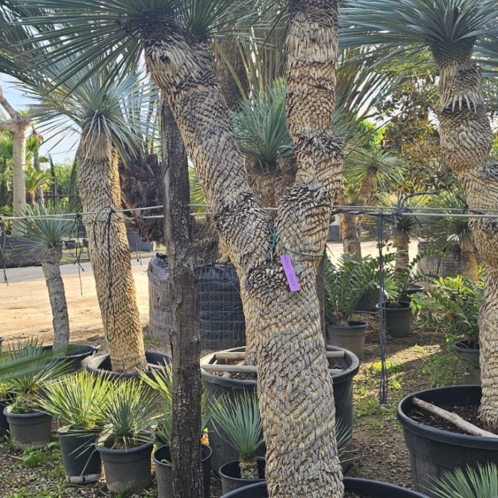 Yucca rostrata spécimen numéro 5 . Dès mars 2026