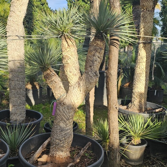 Yucca rostrata spécimen numéro 6 . Dès mars 2026