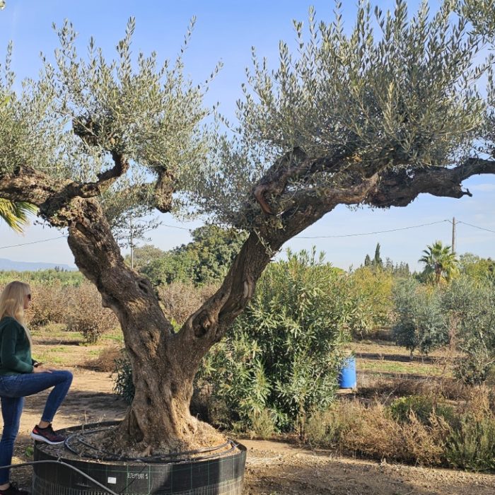 Spécimen numéro 1 . Dès mars 2026