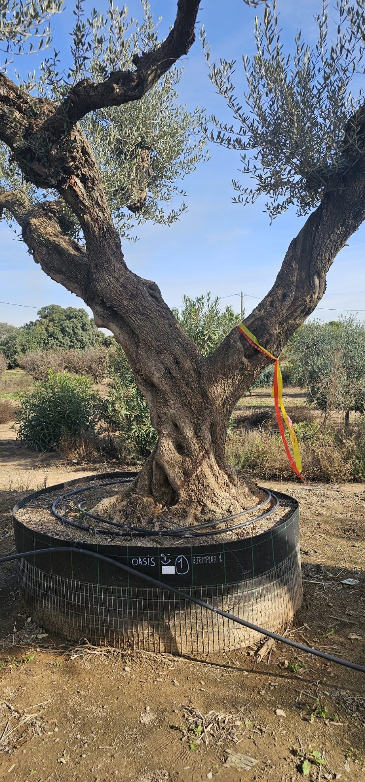 Spécimen numéro 1 . Dès mars 2026 – Image 3