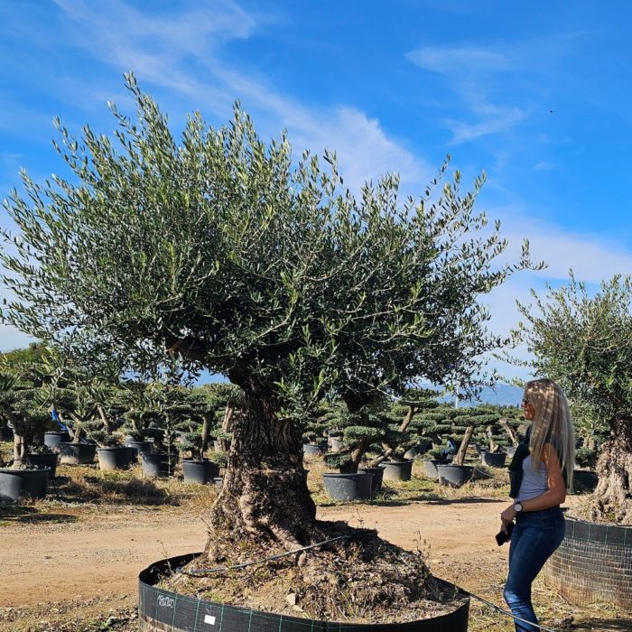 Spécimen numéro 2. Dès mars 2026