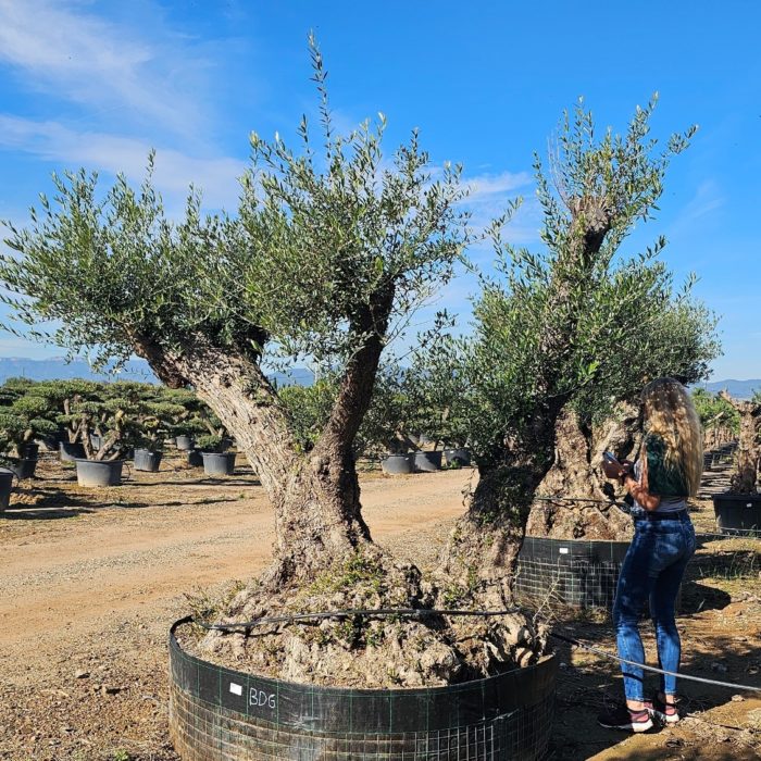 Spécimen numéro 3. Dès mars 2026