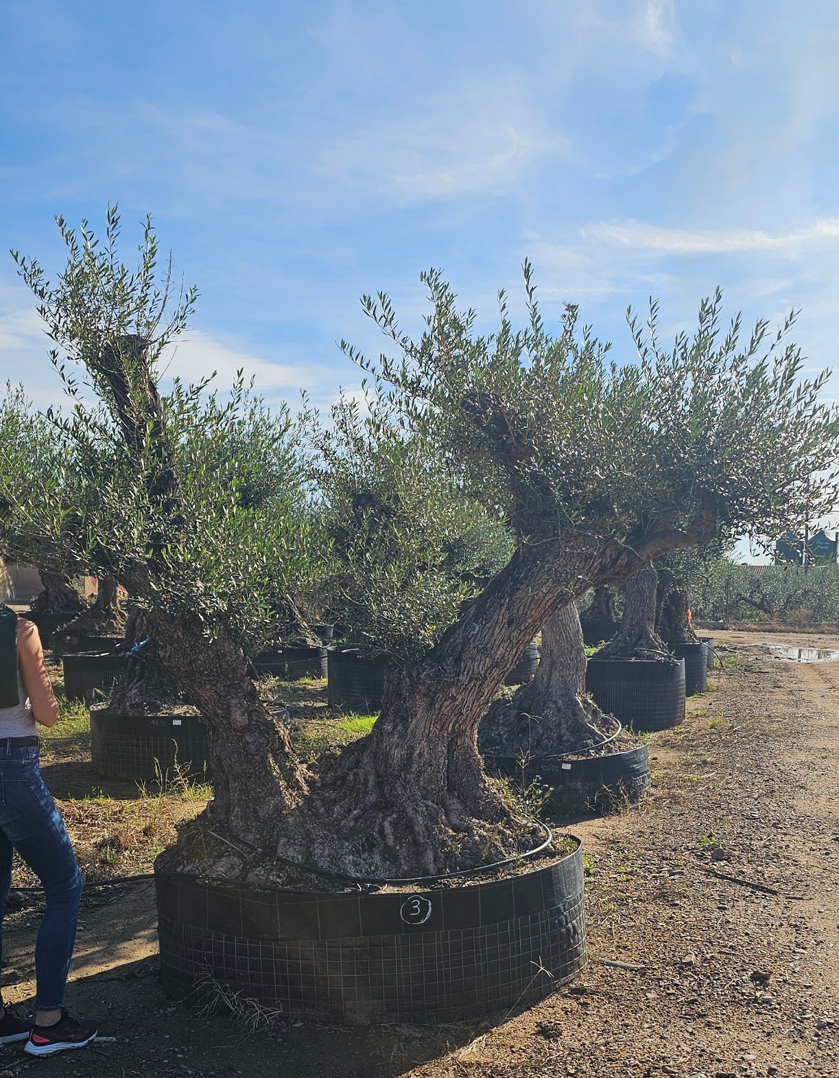 Spécimen numéro 3. Dès mars 2026 – Image 2