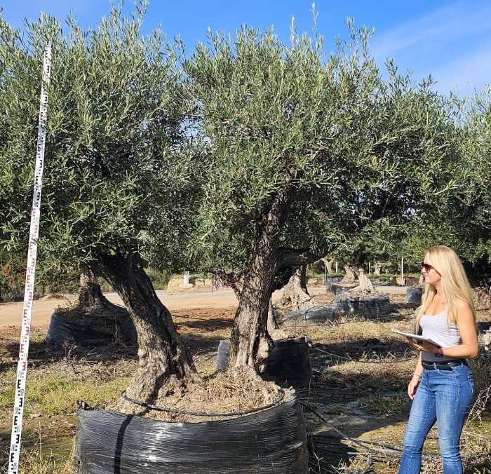 Spécimen numéro 5. Dès mars 2026