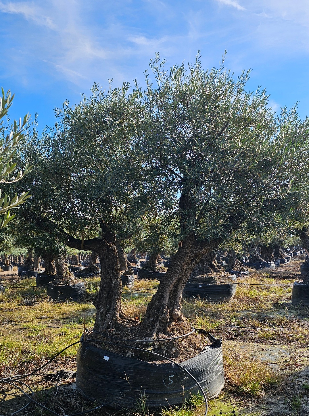 Spécimen numéro 5. Dès mars 2026 – Image 2