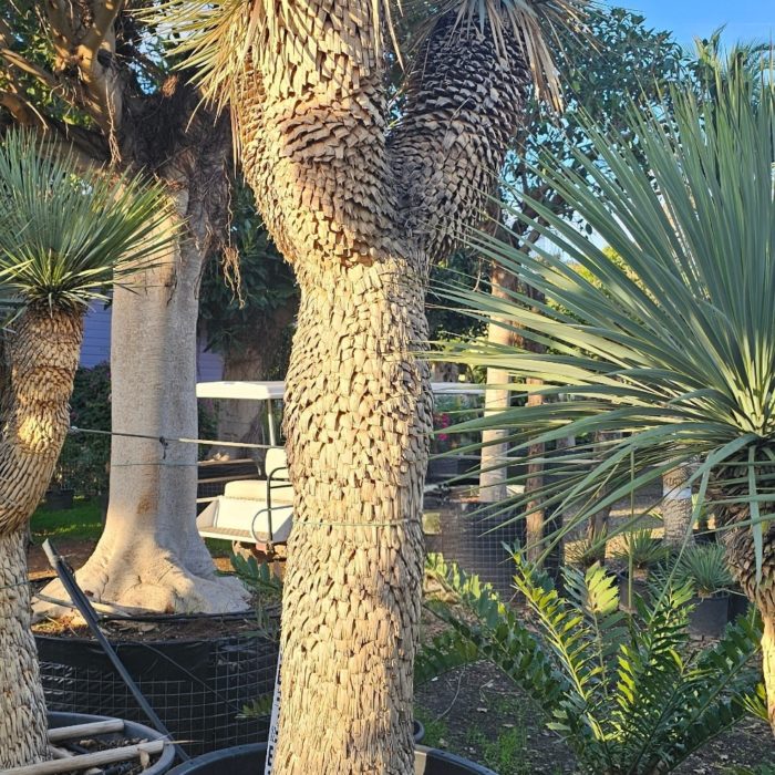 Yucca rostrata spécimen numéro 2 . Dès mars 2026