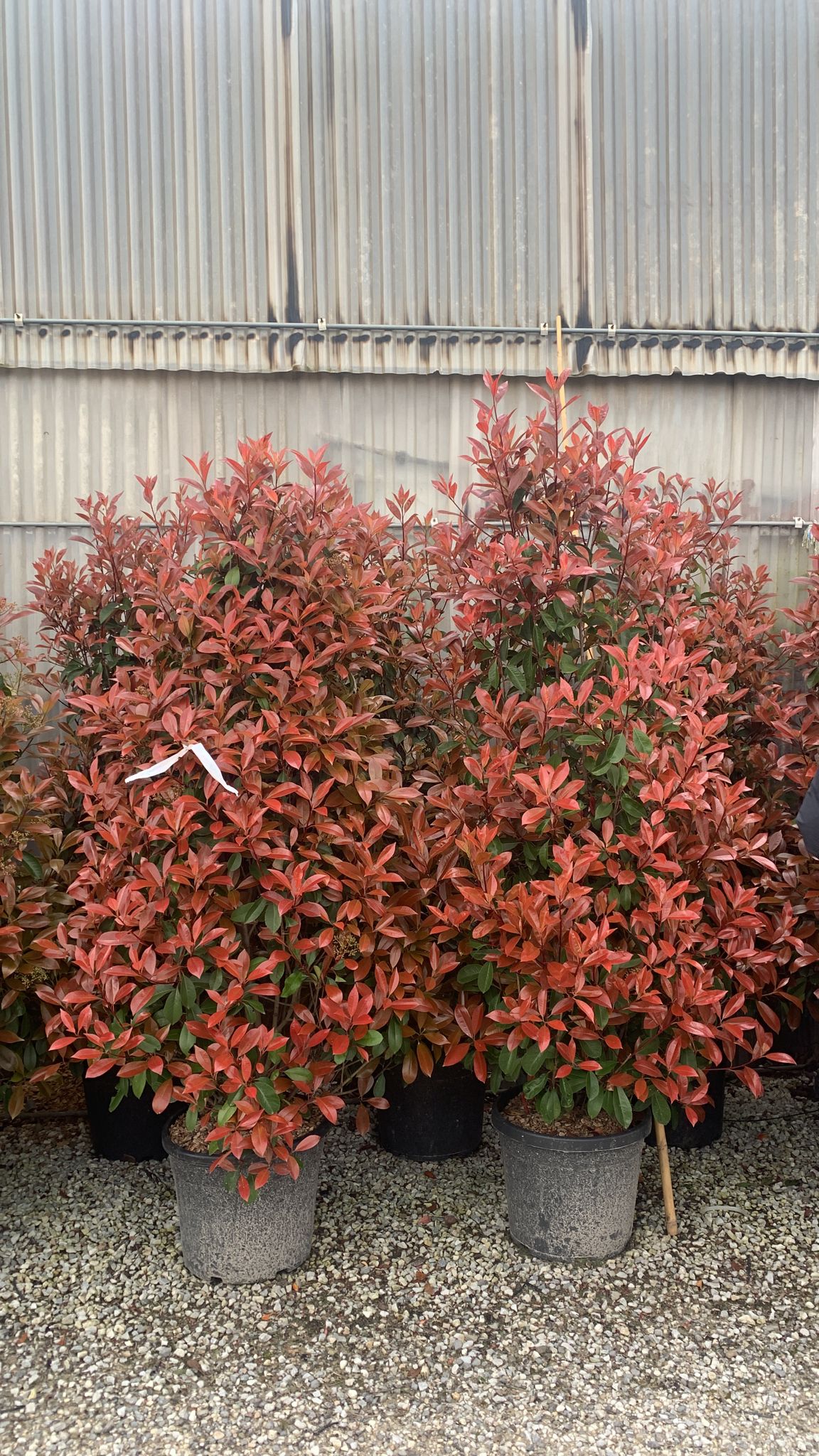 Photinia carré rouge