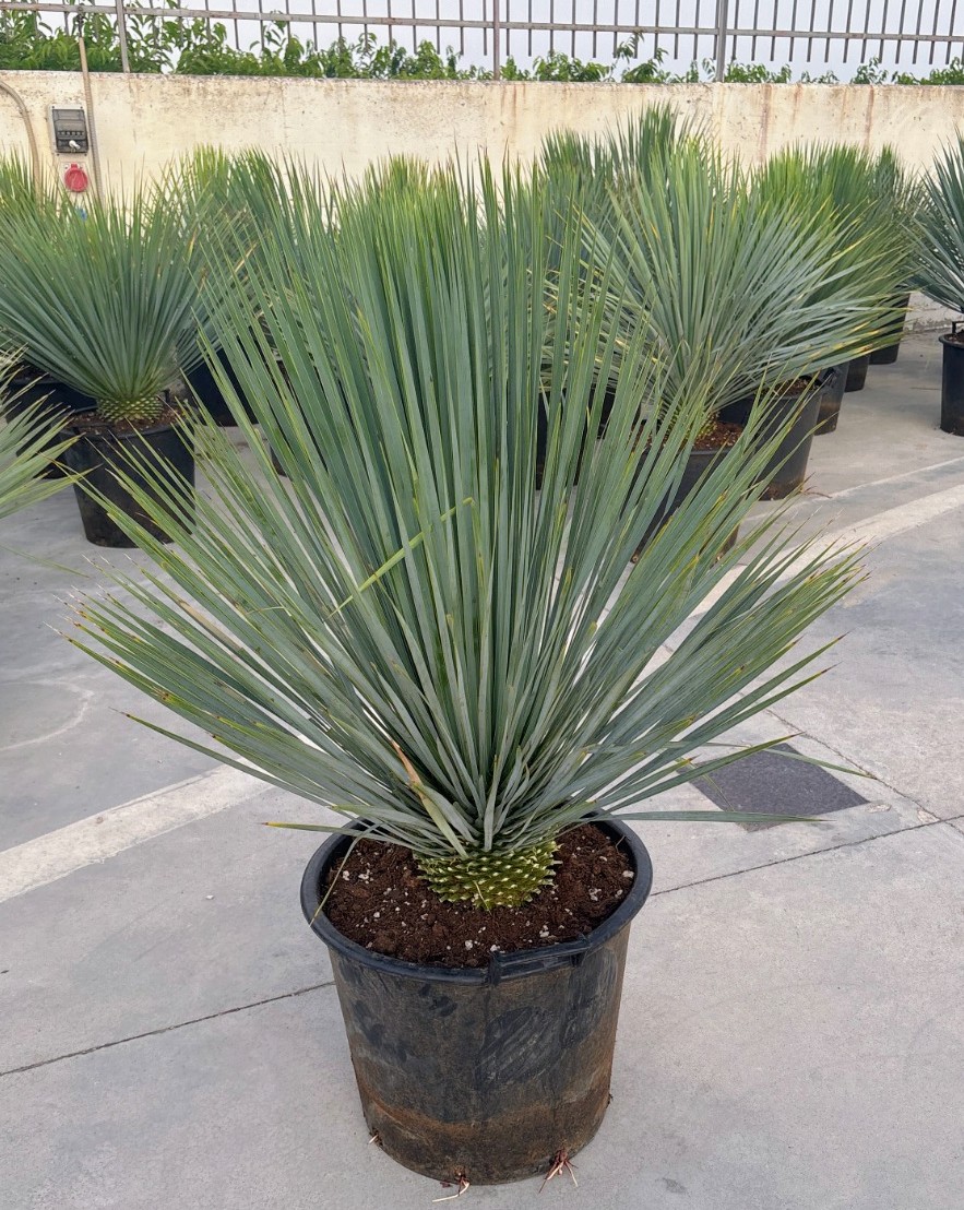 IMG-20260316-WA0023~2