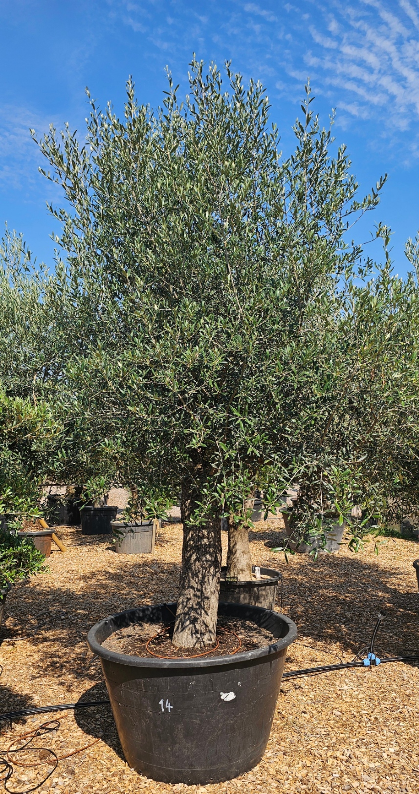 14