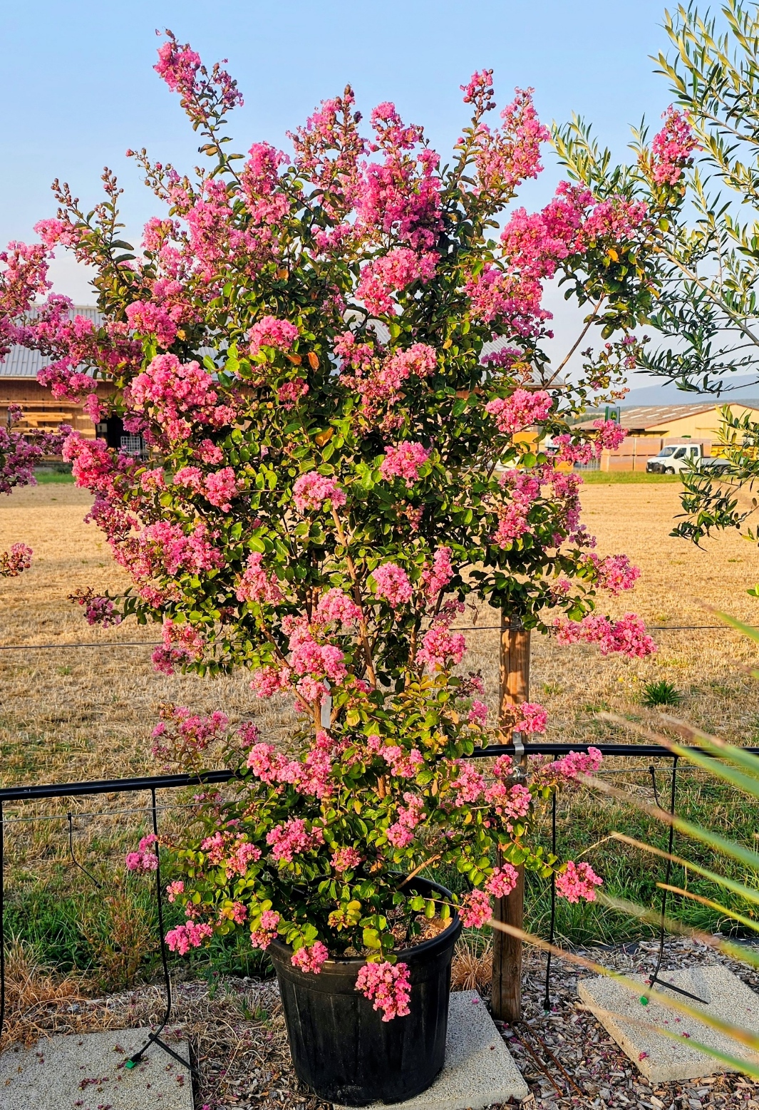 Lagerstroemia Seaburn