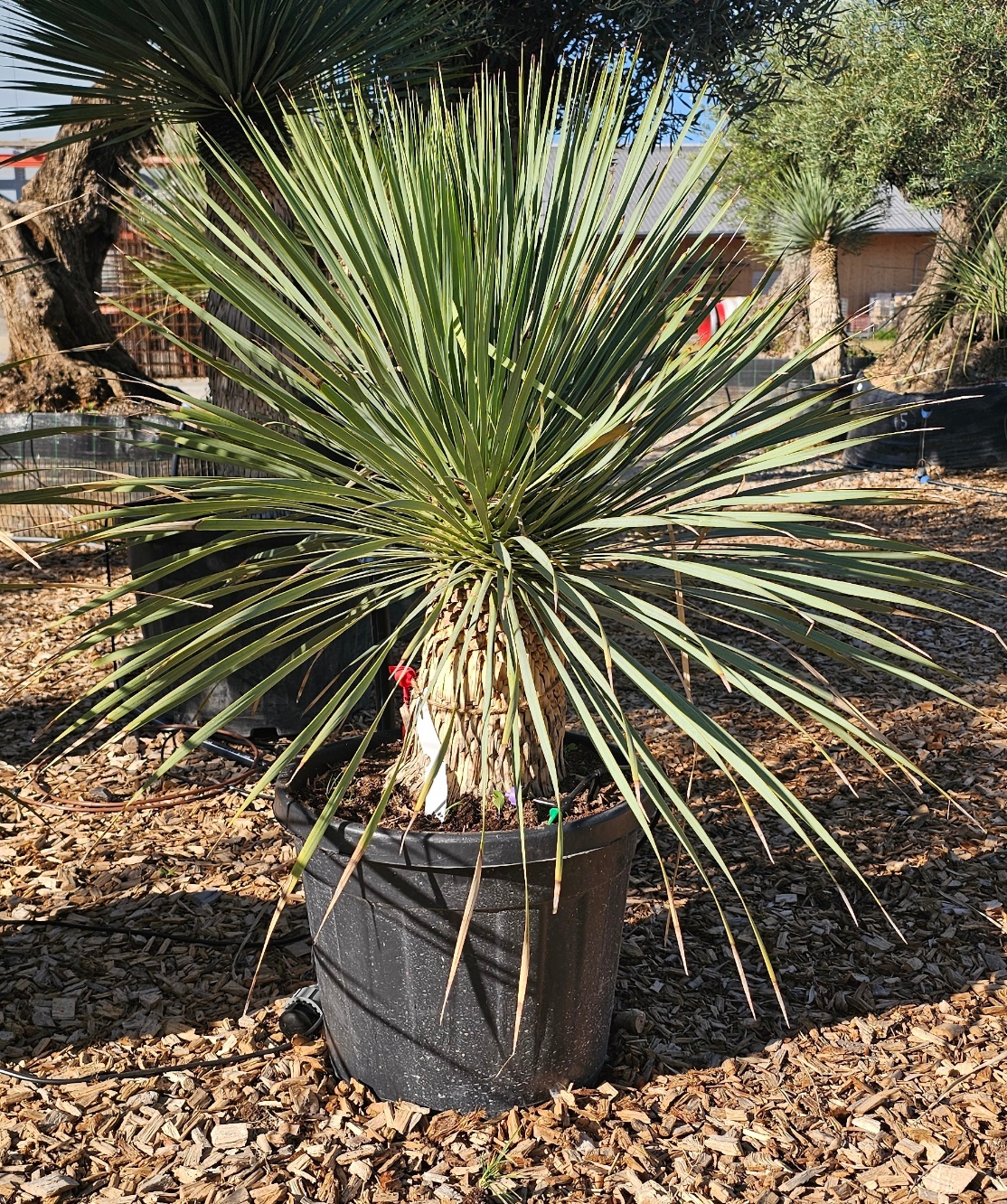Yucca rostrata
