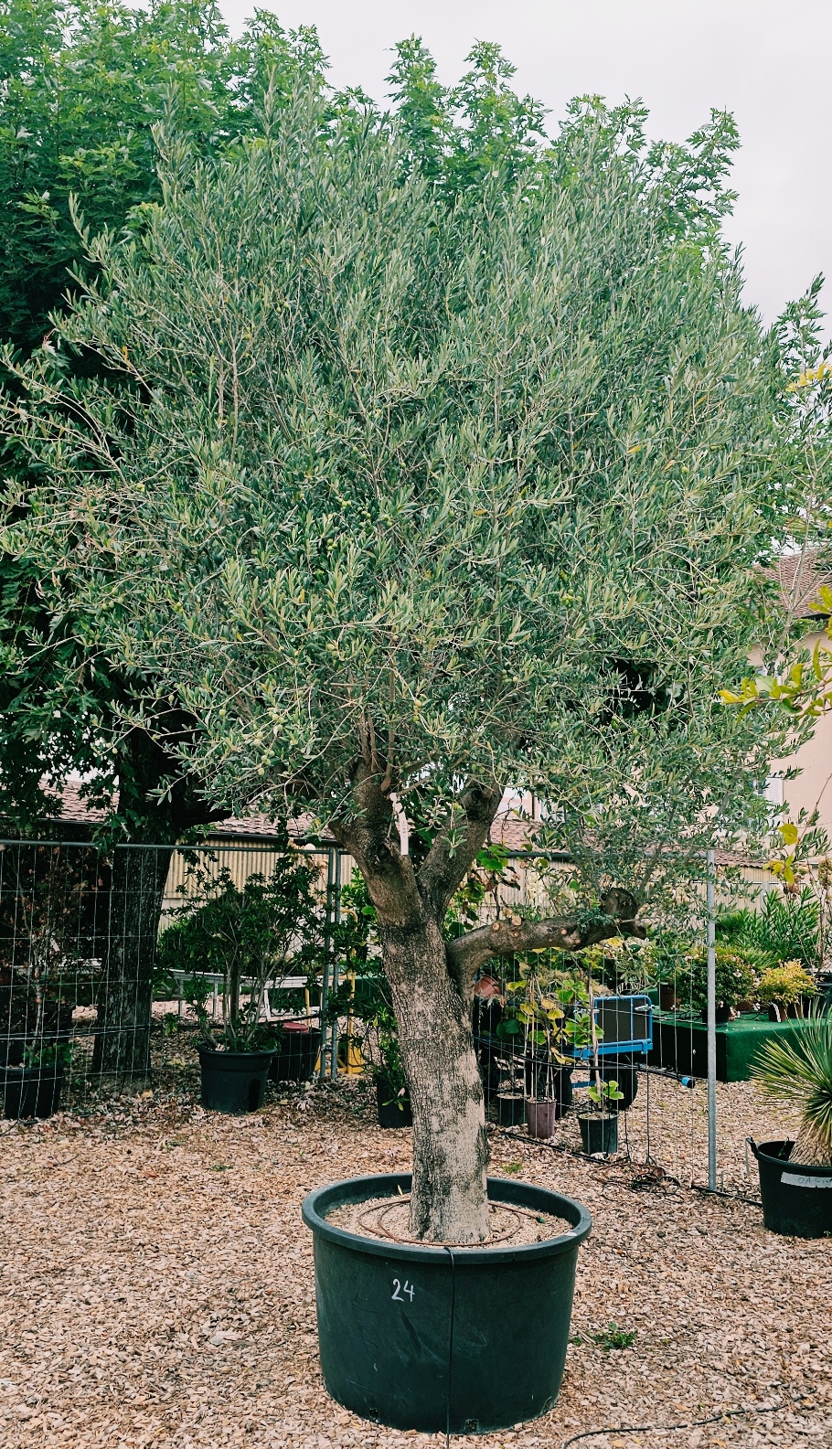 24